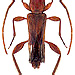 Nathrius brevipennis (Mulsant, 1839)