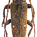 Sybra maculicollis Aurivillius, 1927 male
