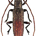 Sybra lineolata Breuning, 1942 male