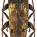 Sybra bifuscopunctata Breuning 1960 male