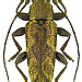 Tmesisternus avarus Pascoe, 1867 male