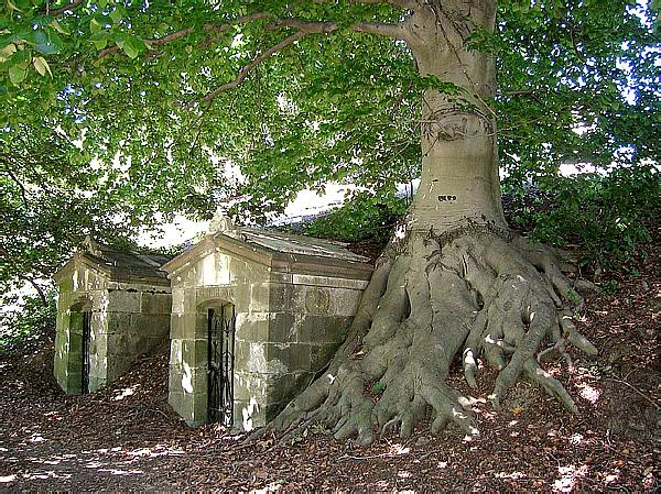 A European beech tree in Green-Wood Cemetery.