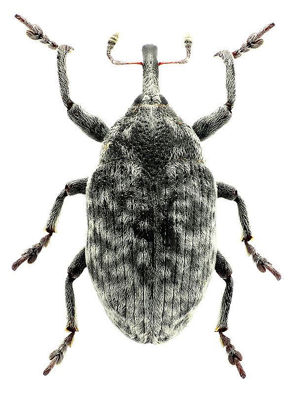 Larinus (Phyllonomeus) centaurii (Olivier, 1807)