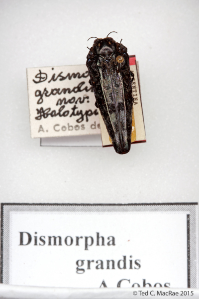 Dismorpha grandis Cobos, 1990