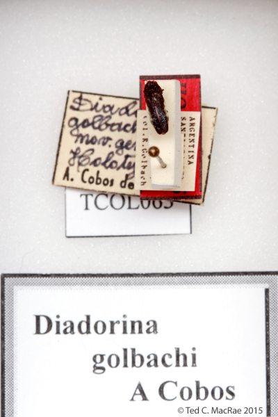 Diadorina golbachi Cobos, 1974 (monotypic)