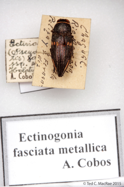 Ectinogonia (Pseudolampetis) fasciata metallica Cobos, 1969