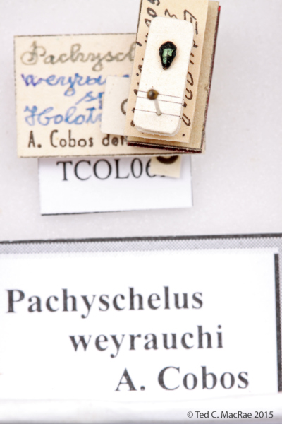 Pachyschelus weyrauchi Cobos, 1959