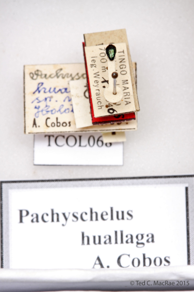 Pachyshelus huallaga Cobos 1969 (correct spelling is huallagus)