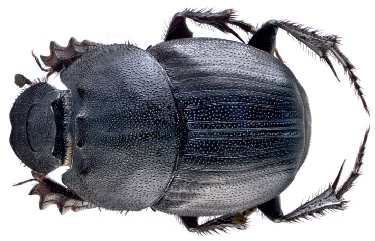 Male Onthophagus imperator. A beautiful beetle from Malaysia, measuring a mere 12mm. Photo by Udo Schmidt 