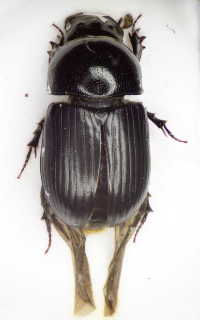 Aphodius ater, a small endocoprid dung beetle included in the work by Penttilä et al. 2013  Photo by: Udo Schmidt
