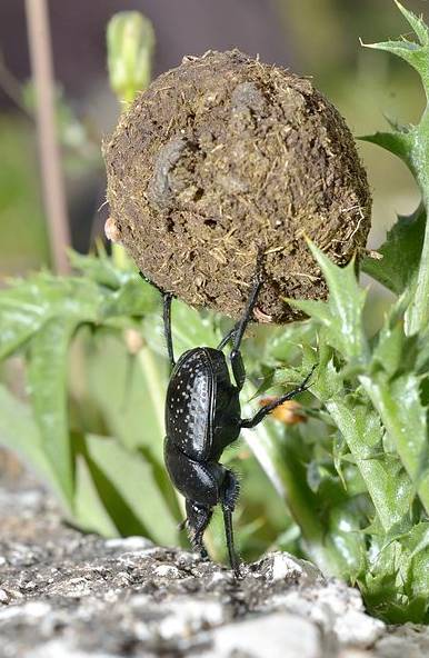 Brute strength of a dung beetle from Puglia, Italy. Photo by: Gilles St-Martin (Wikimedia Commons)