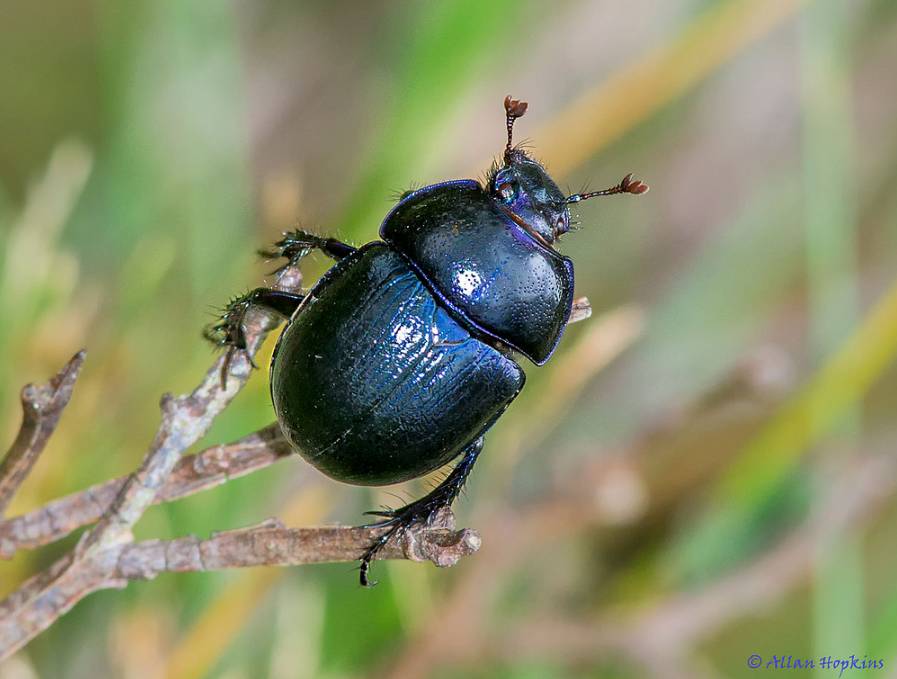 Geotrupes stercocarius among the largest beetles in the United Kingdom. This species can also be found throughout mainland Europe, and North America. Photo by: Allan Hopkins