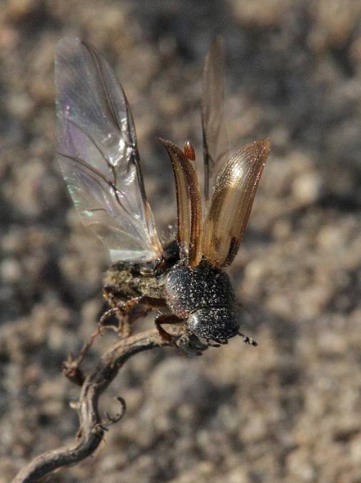 An Aphodiine dung beetle taking off. Note the phoretic Uropodine mite deutonymph attached to the beetle's elytra. Photo by Gbohne 