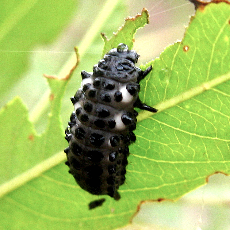 Chrysomela saliceti Suffrian, 1849 [larva]