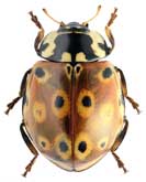 Coccinellidae: Anatis ocellata (Linnaeus, 1758)