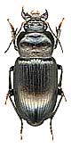 Anisodactilus punctatipennis A. Morawitz, 1862 -<br>det. .