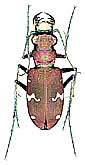 Cicindela sachalinensis raddei (A.Morawitz, 1862)