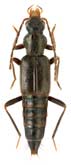 <b>Staphylinidae: Derops coreanus (Y. Watanabe, 1969)