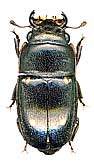 Glischrochilus (Librodor) parvipustulatus Kolbe, 1886  -<br>det. .