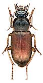 Harpalus (Pseudoophonus) ussuriensis Chaudoir, 1863 -<br>det. .