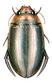 Hydaticus aruspex Clark, 1864 (= laevipennis Thomson, 1867) -<br>det. .