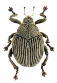 Curculionidae: Mononychus punctumalbum (Herbst, 1784)