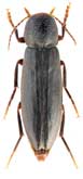 Melandryidae: Phloiotrya rugicollis Marseul, 1876