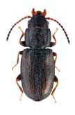 Laemophloeidae: Pseudophloeus fuscicornis Reitter, 1874