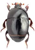 Histeridae: Saprinus pharao Marseul, 1855