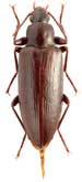 Tenebrionidae: Sphenaria menetriesi Semenov, 1891