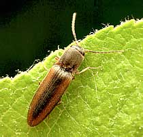  Dalopius marginatus (Elateridae)