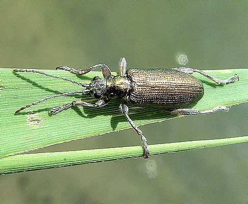 Donacia clavipes (Fabricius, 1793) (Chrysomelidae)