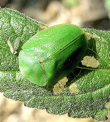 Cassida viridis Linnaeus, 1758 (Chrysomelidae)