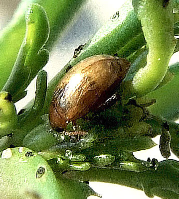 Psylliodes marcidus (Illiger, 1807) (Chrysomelidae)