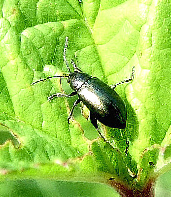 Altica engstromi (Sahlberg, 1893) (Chrysomelidae)