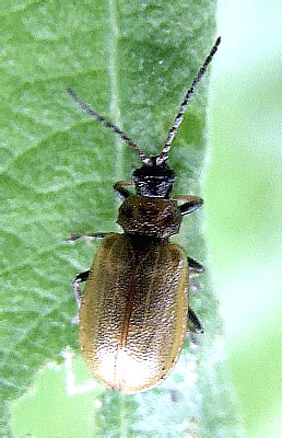Lochmaea caprea (Linnaeus, 1758) (Chrysomelidae)