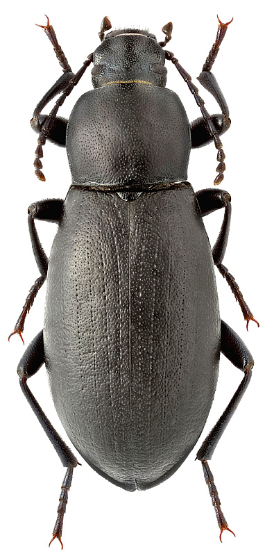 Entomogonus clavimanus (Rtt.)