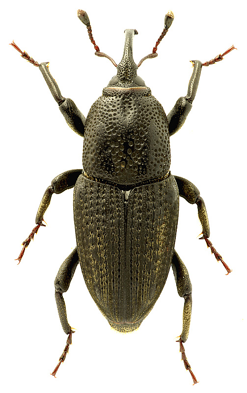Sphenophorus venatus (Say, 1831) vestitus Chittenden, 1904