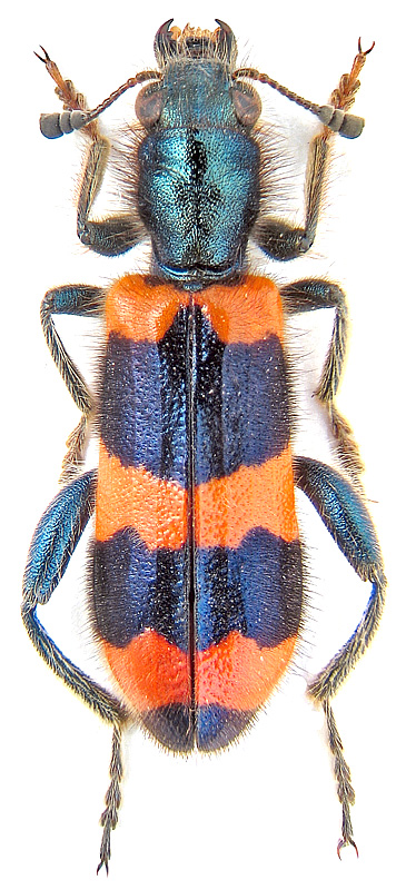 Trichodes apiarius (L., 1758 )