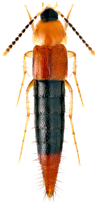 Parabolitobius formosus Grav., 1806