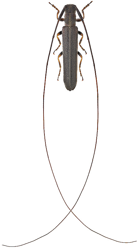 Pseudocalamobius japonicus Bat., 1873