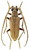 Cerambycidae: Apatophysis caspica Sem.