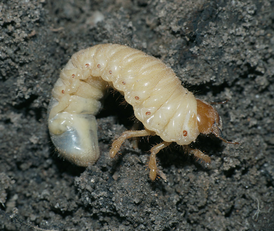 Asian long horned beetle larva id