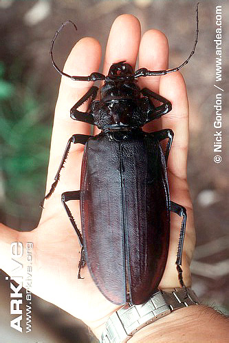 Titan-beetle-held-by-biologist.jpg