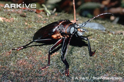 titan-beetle-male.jpg