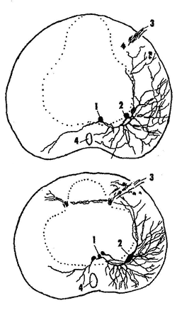 Нейронная структура моторных ядер в шейном отделе спинного мозга хвостатых амфибий