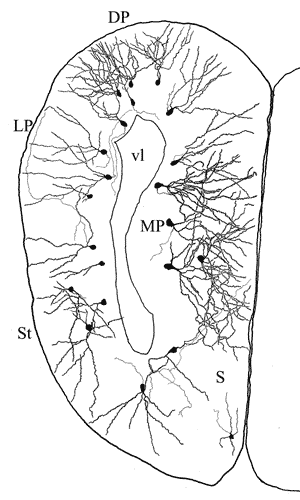 Зарисовка нейронной структуры полушария конечного мозга бесхвостой амфибии