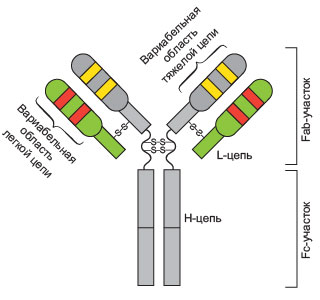 Упрощенная схема молекулы антитела