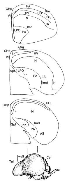 Схема строения полушарий конечного мозга серой вороны