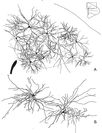 Фрагмент нейронной структуры района Wulst конечного мозга голубя и короткоаксонные бесшипиковые идиодендритные нейроны из поля HA заблика